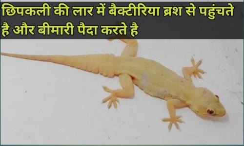 छिपकली से निकलने वाला बैक्टीरिया